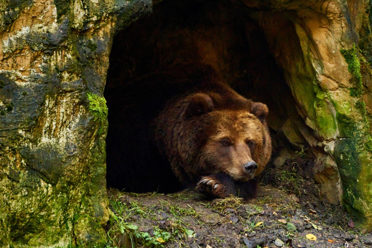 Az emberek és a medvék együttéléséről világosítja fel a helyieket a lengyel tátrai nemzeti park