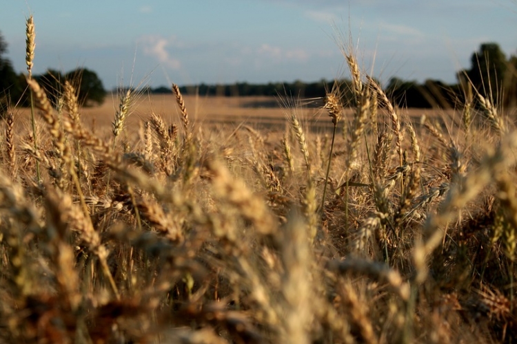 Új lendületet vehet a generációváltás az agráriumban